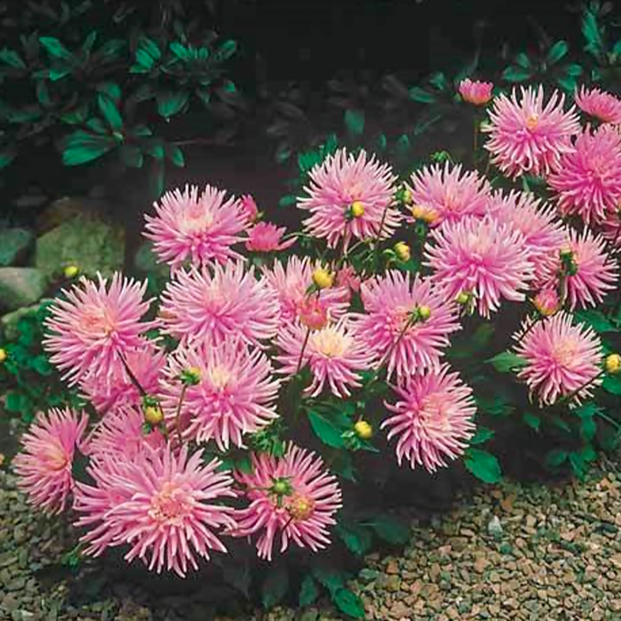 Bakker Plantes d'intérieur Dahlia Park Princess bulbe dahlia 3 bulbes rose