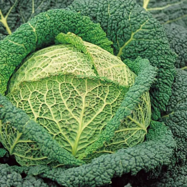 Bakker Potager Chou Milan Winterkoning 2 sachet 1g 320 graines