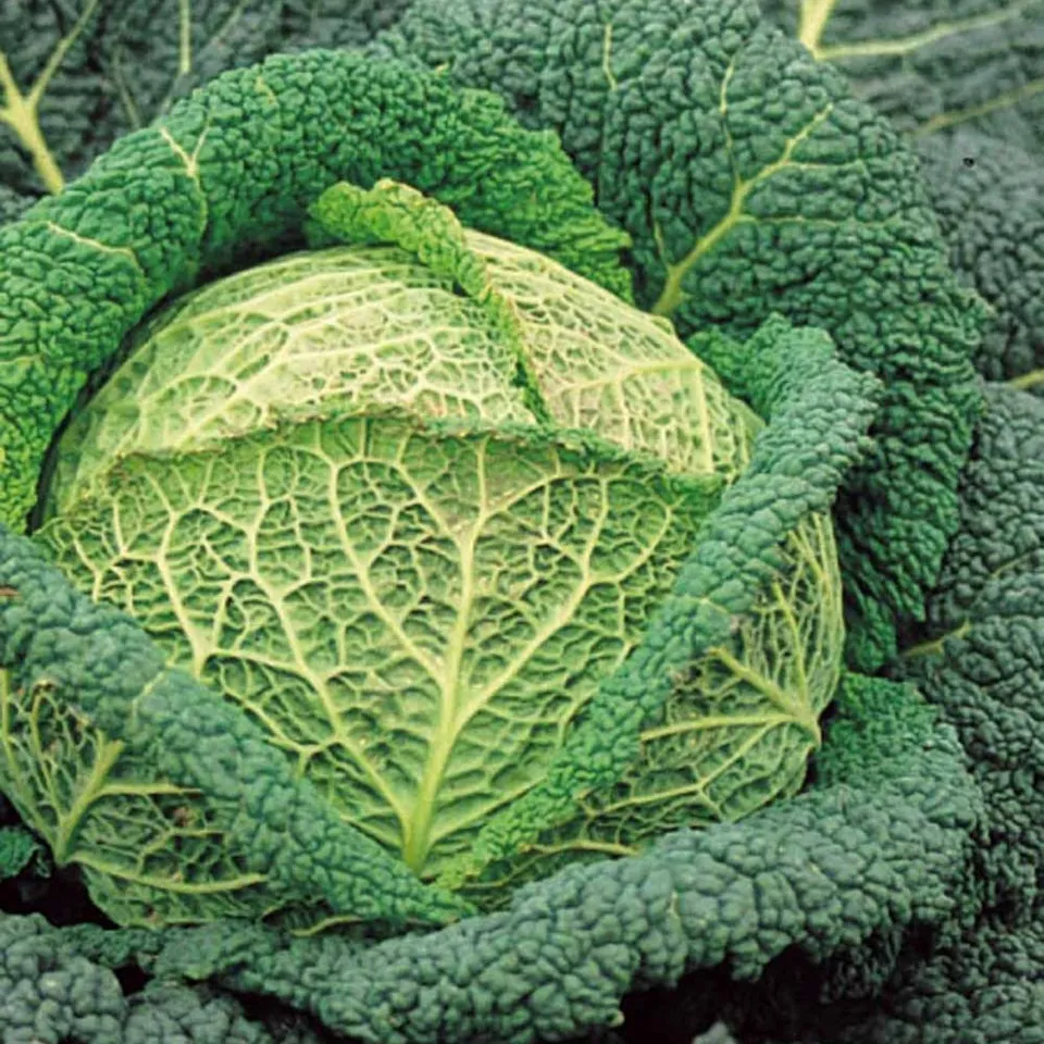 Bakker Potager Chou Milan Winterkoning 2 sachet 1g 320 graines