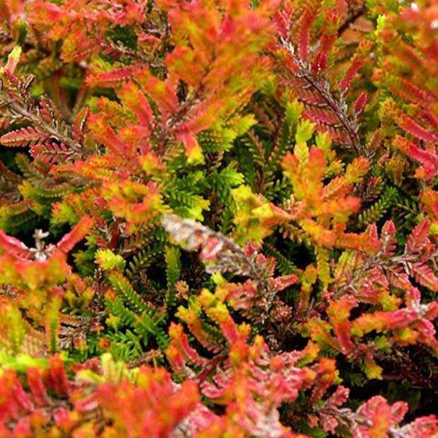 Bakker Bruyère Wickwar Flame calluna pot 8cm violet
