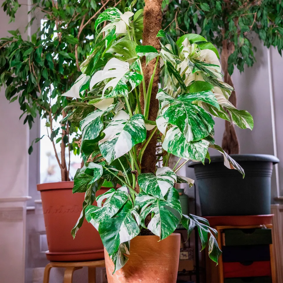 Bakker Plantes Monstera Deliciosa Variegata blanc pot 15cm