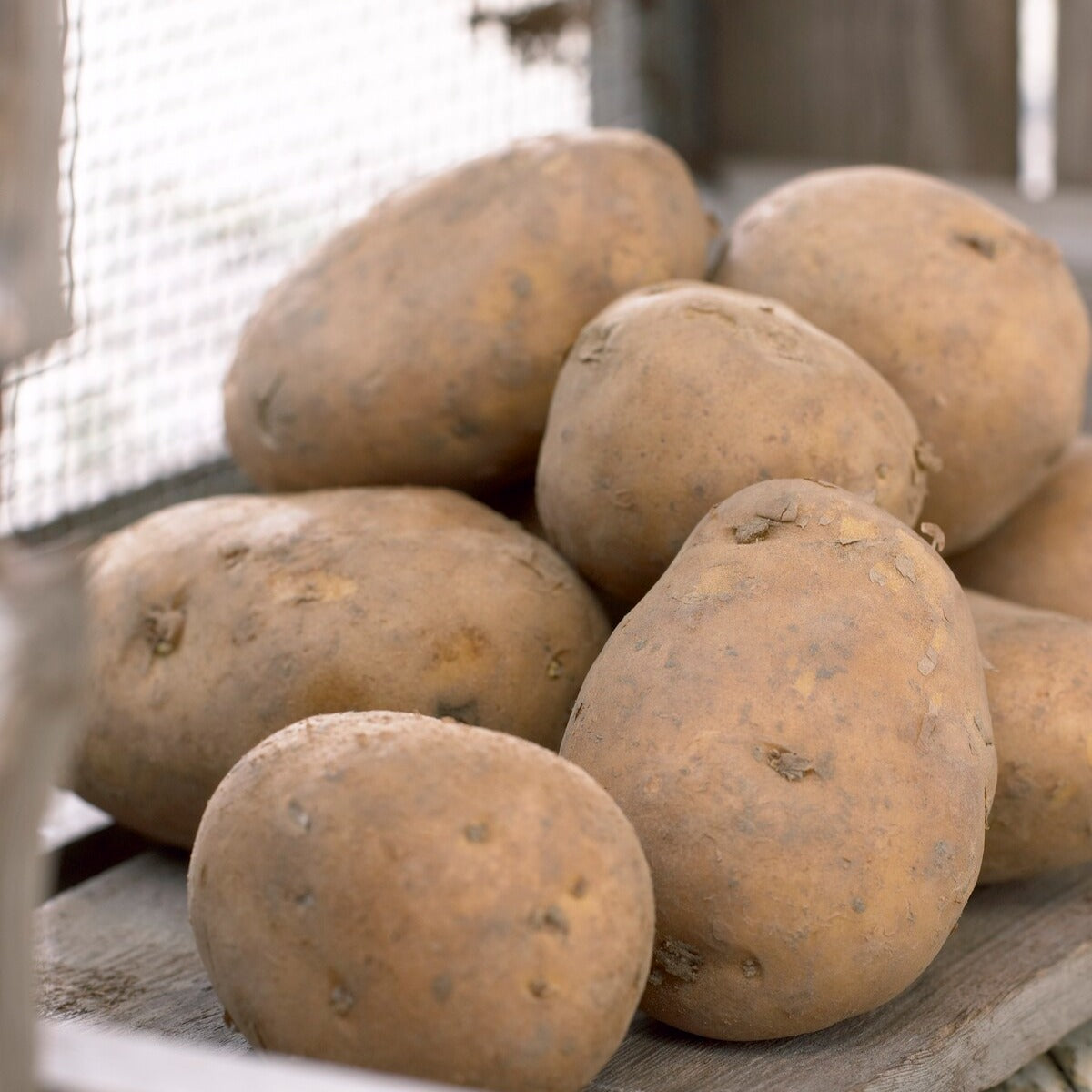 Bakker Pomme de terre Nicola plant potager les 25 plants