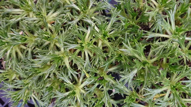 Passion Vivaces Azorella trifurcata plante vivace pot 1L tapis