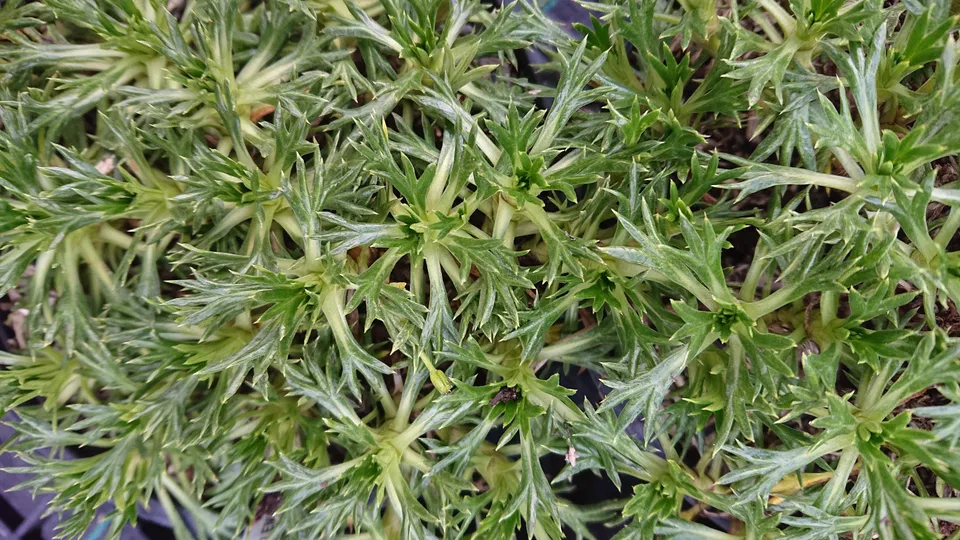 Passion Vivaces Azorella trifurcata plante vivace pot 1L tapis