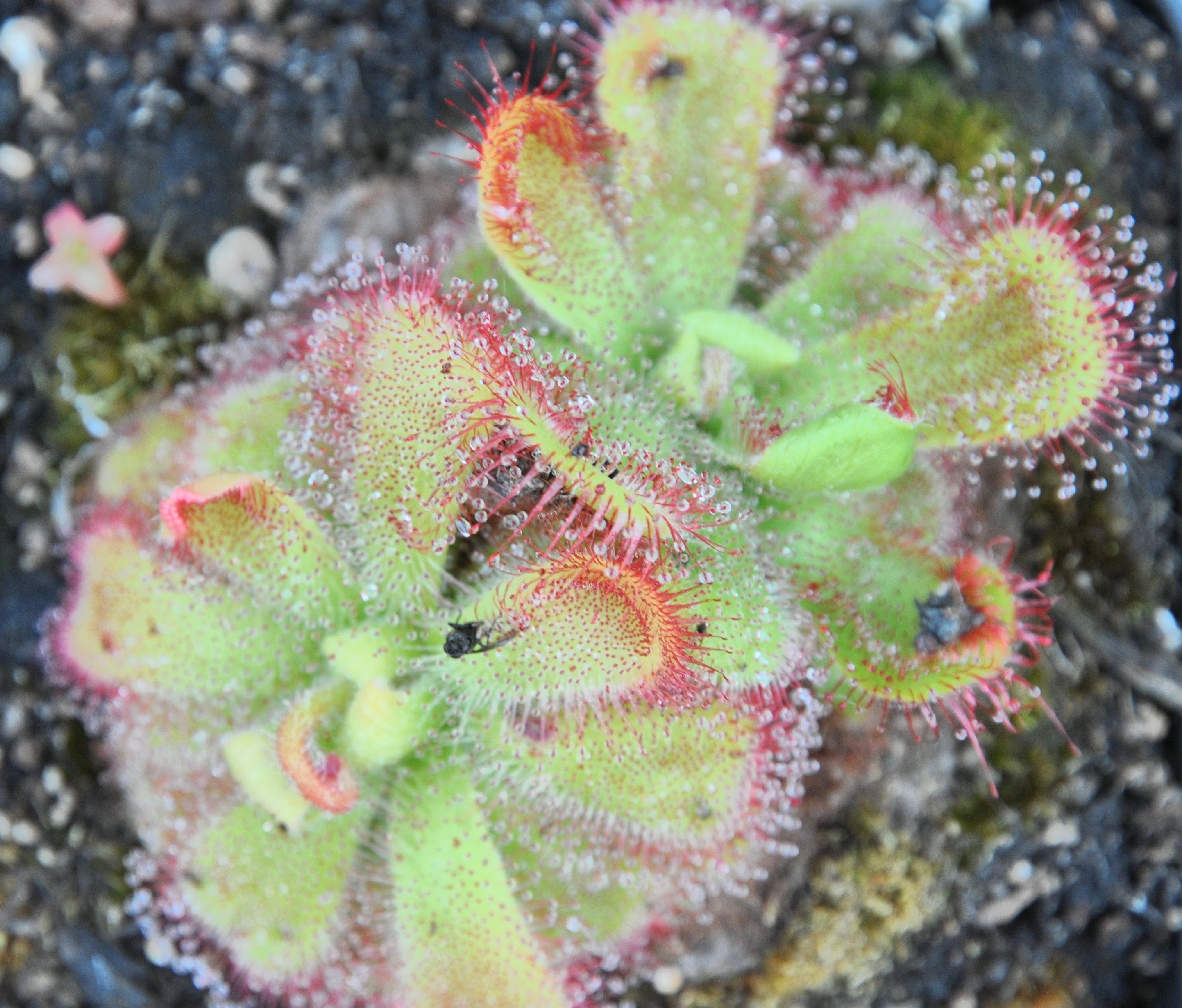 Carniflore Drosera cuneifolia plante carnivore pot 9x9cm rosette