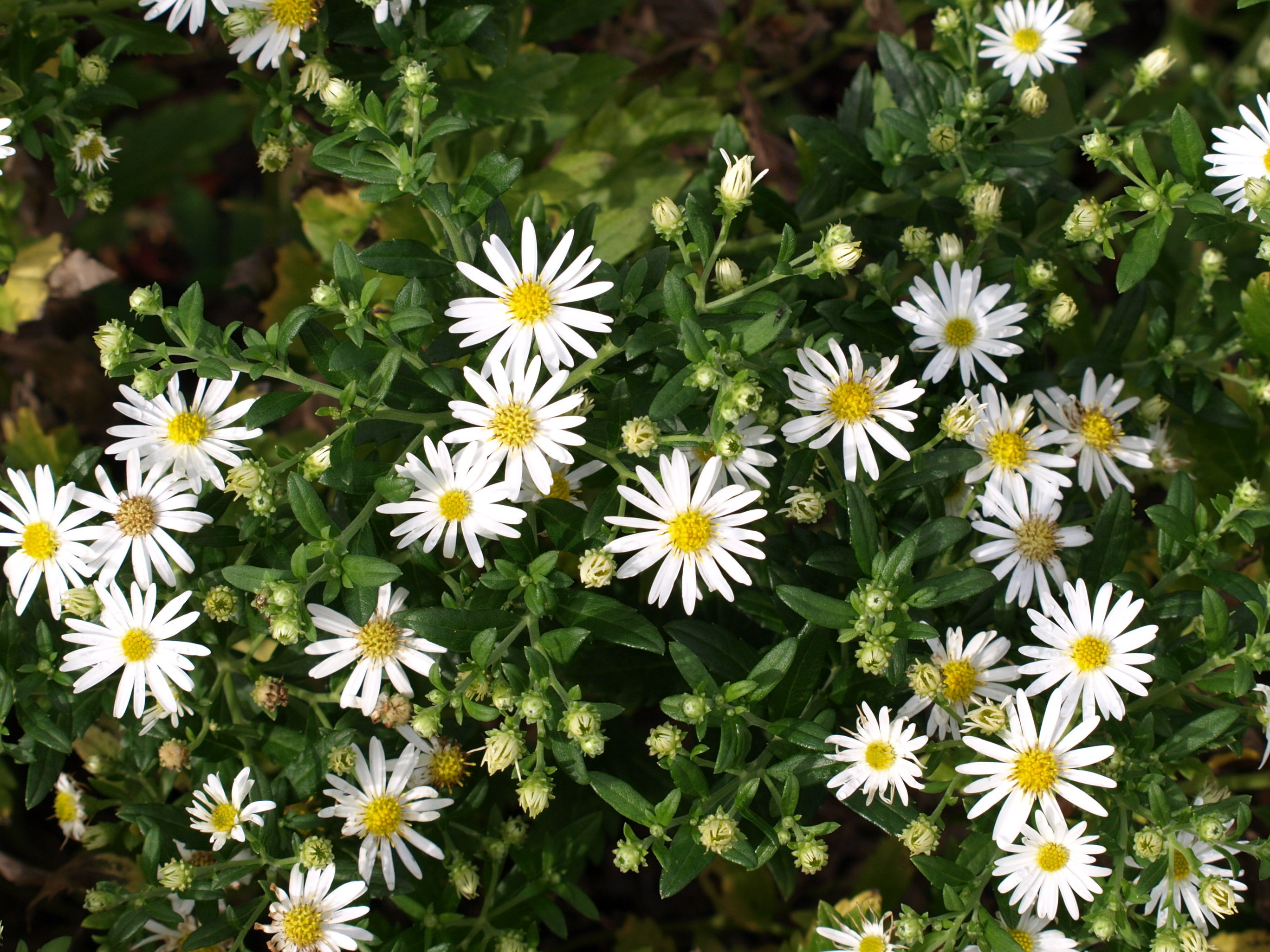 Passion Vivaces Aster Ashevi aster blanc godet cœur or