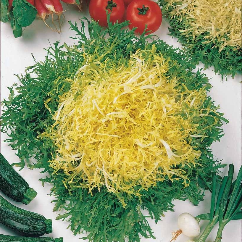 Bakker Chicorée Fine de Louviers graines sachet 4g frisée