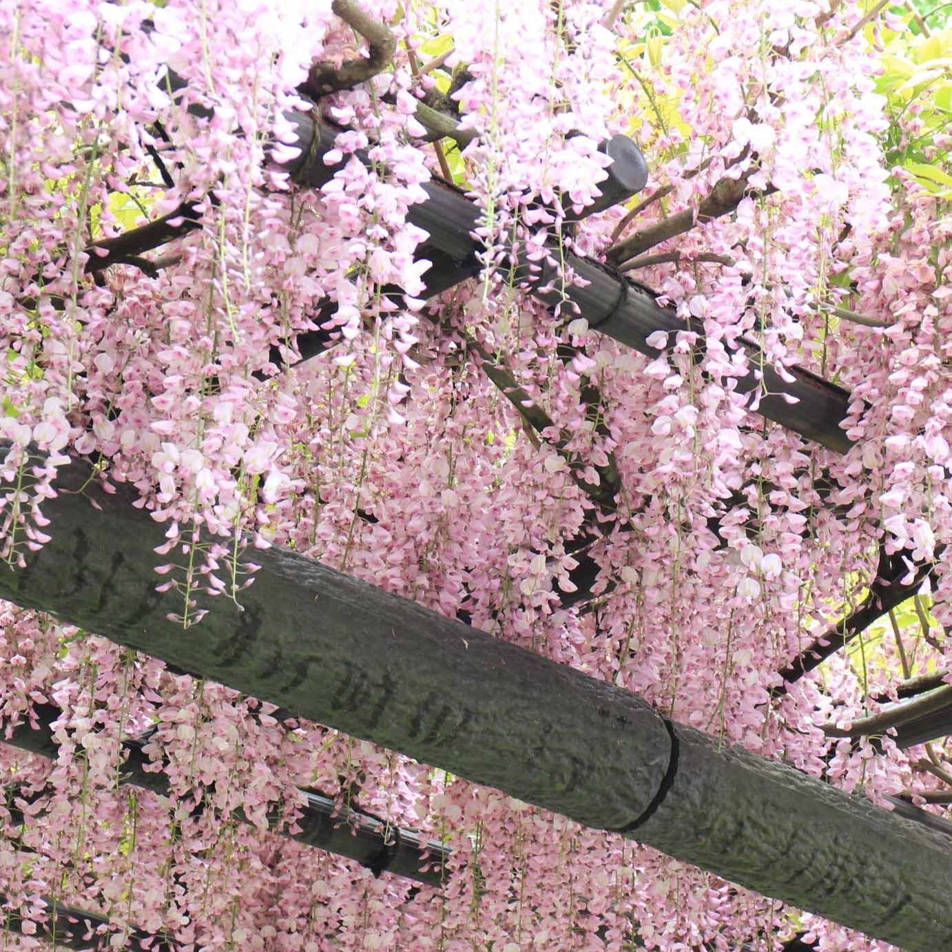 Bakker Glycine rose Wisteria sinensis Rosea plante grimpante pot 2L