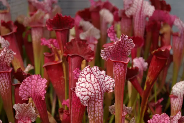 Carniflore Sarracenia Juthatip Soper plante carnivore pot 11cm