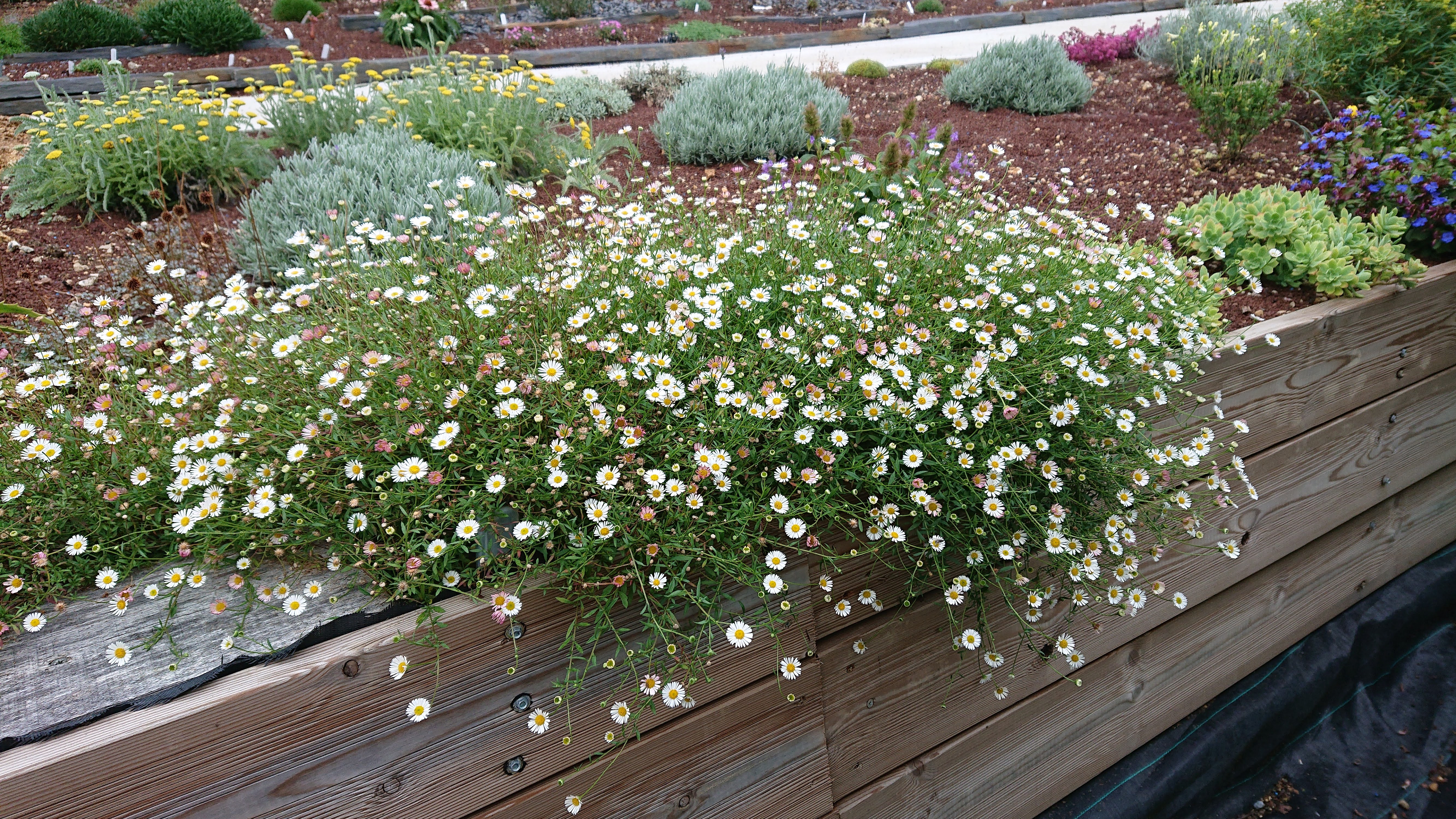 Passion Vivaces Erigeron karvinskianus plante vivace godet blanc