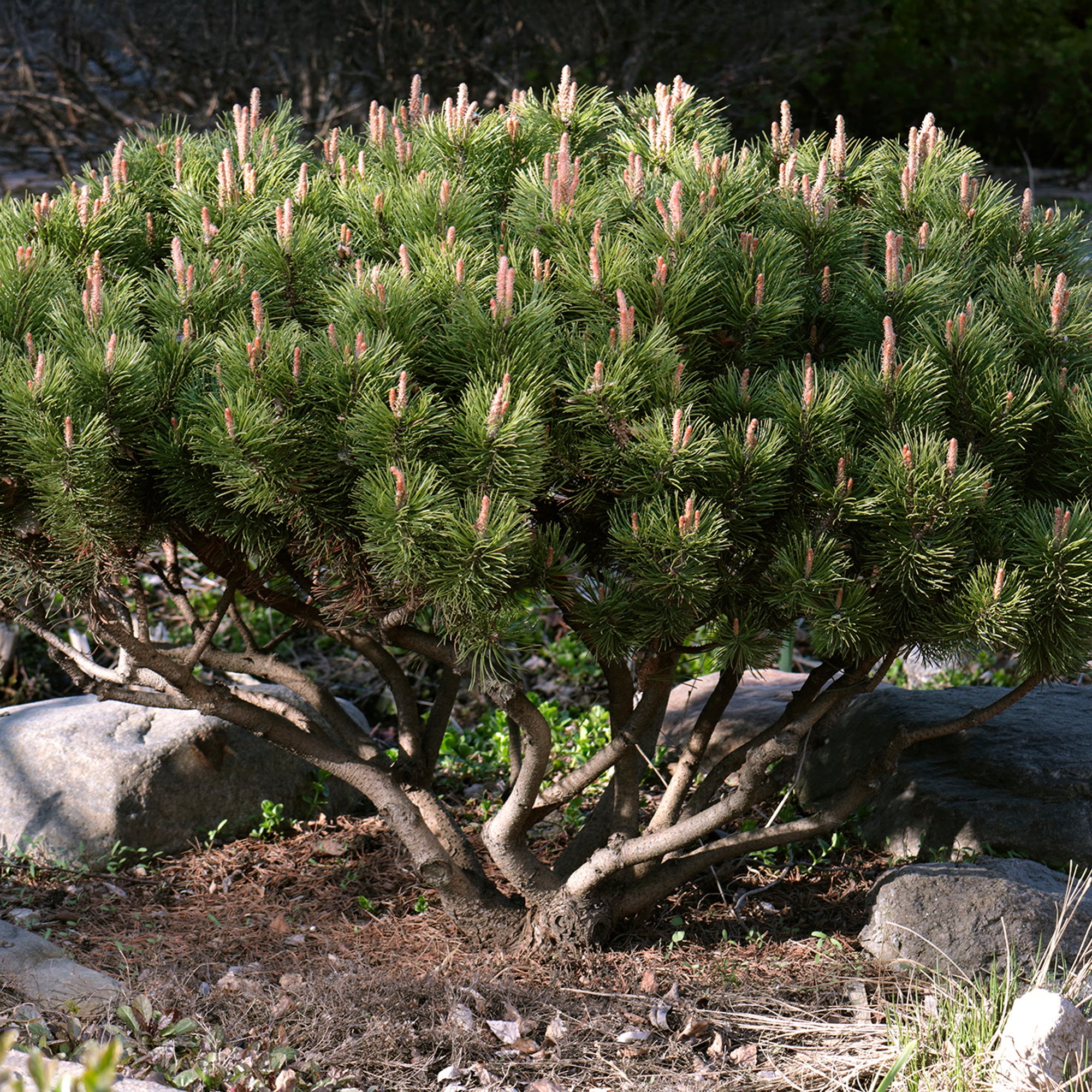 Bakker Pin des montagnes Pinus mugo pot 3L 20-30cm