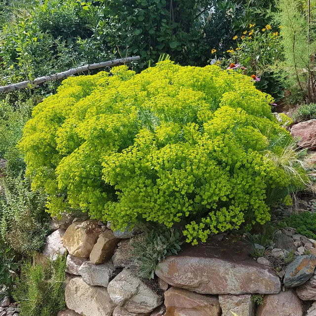 Bakker Euphorbe de Sibérie plante vivace pot Ø 9 cm fleur verte