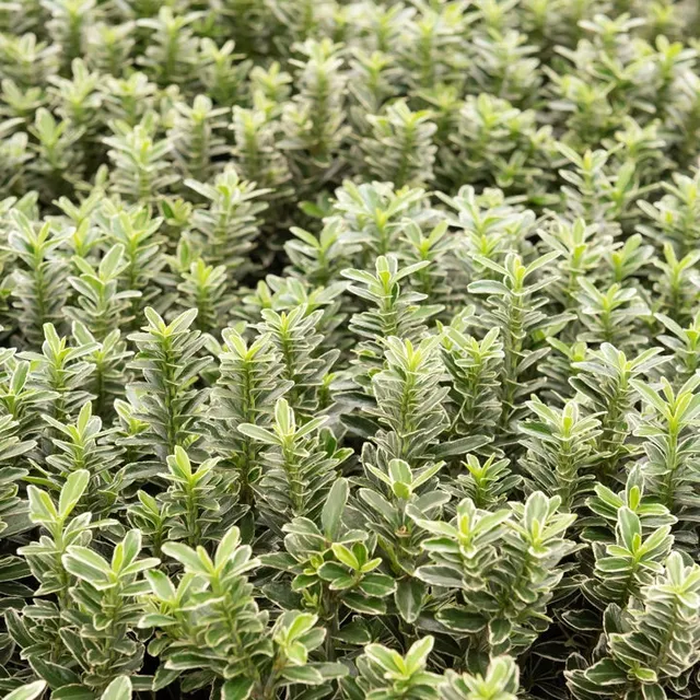 Bakker Arbustes Fusain Microphyllus Albovariegatus persistant pot 9cm