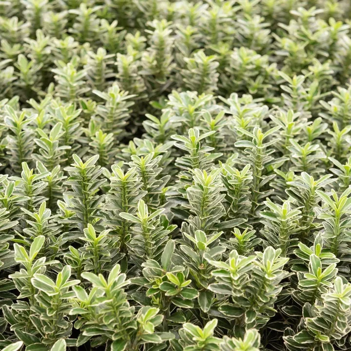 Bakker Arbustes Fusain Microphyllus Albovariegatus persistant pot 9cm