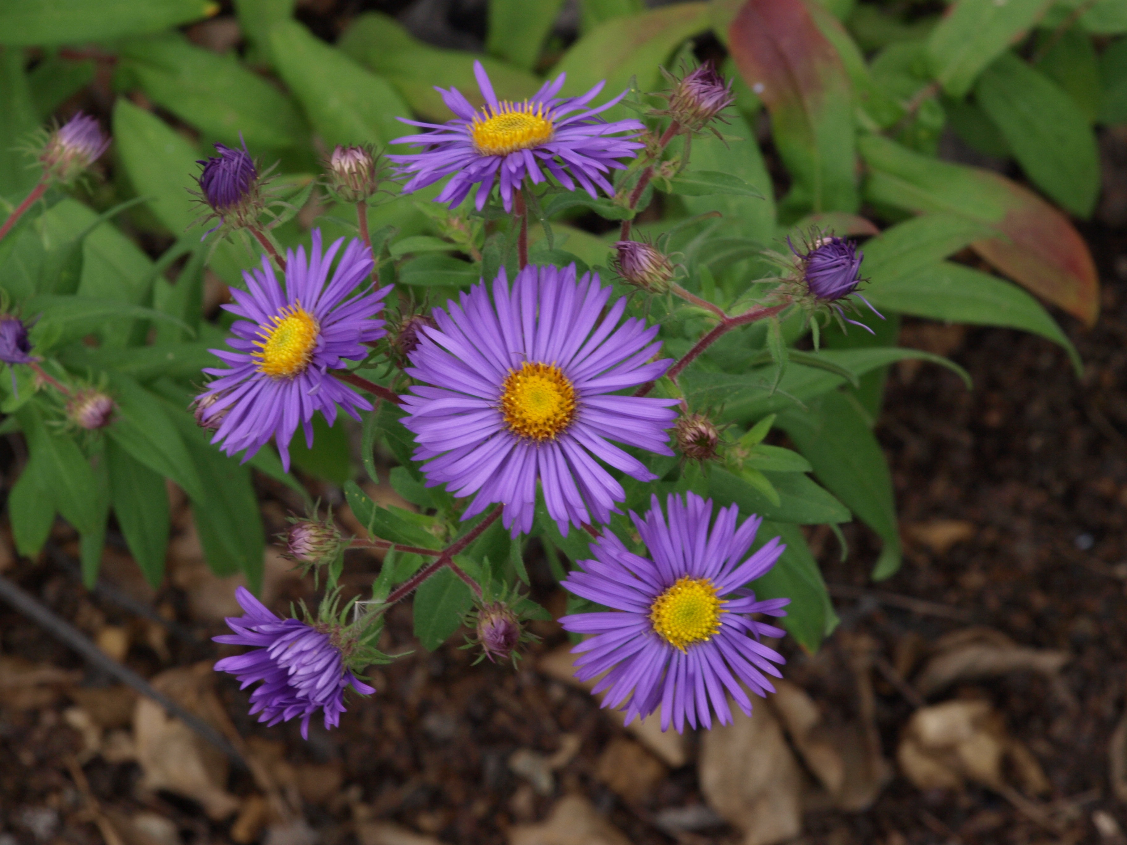 Passion Vivaces Aster novae-angliae Barr's Blue plante vivace godet bleu