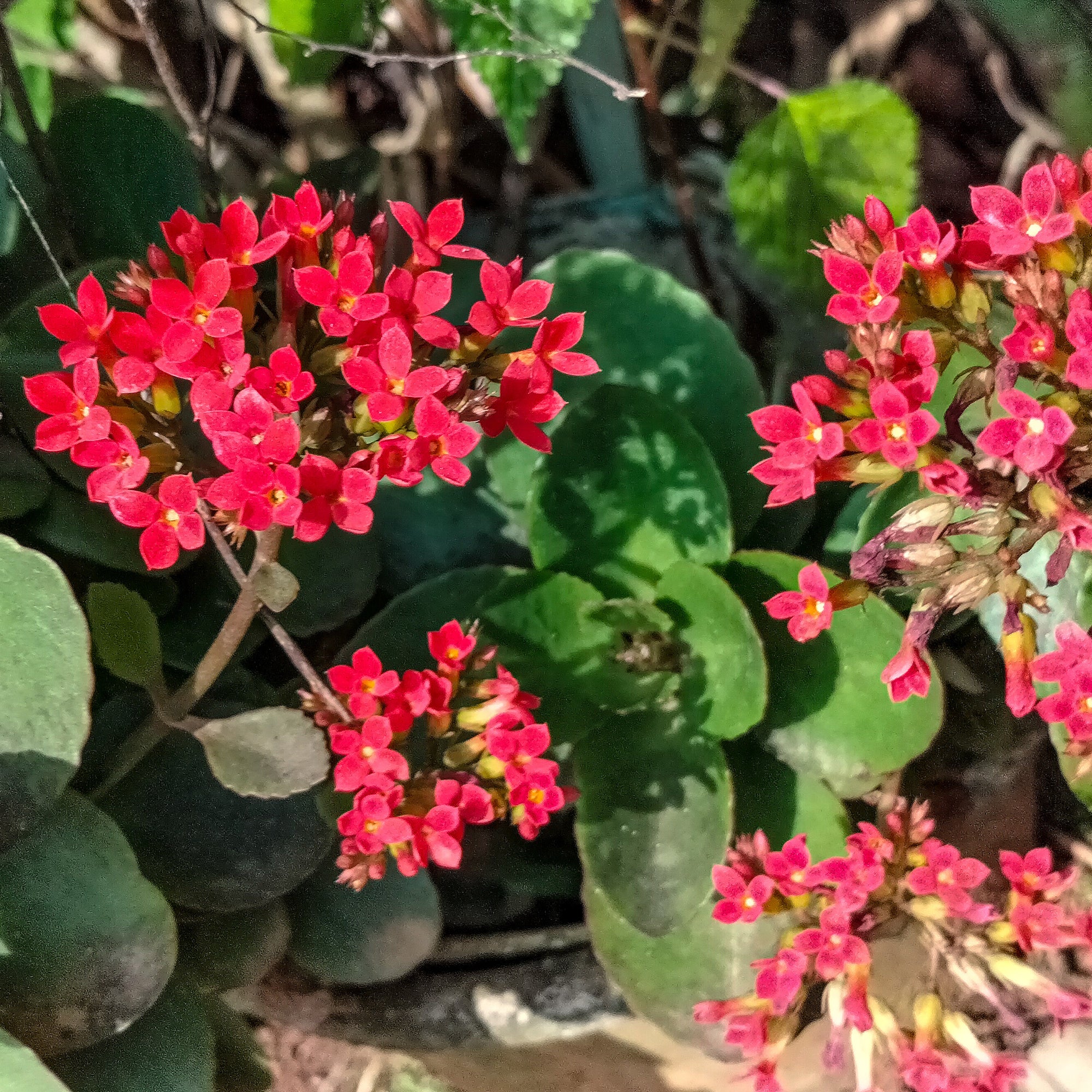 Bakker Kalanchoe rouge plante d'intérieur pot 9cm compacte