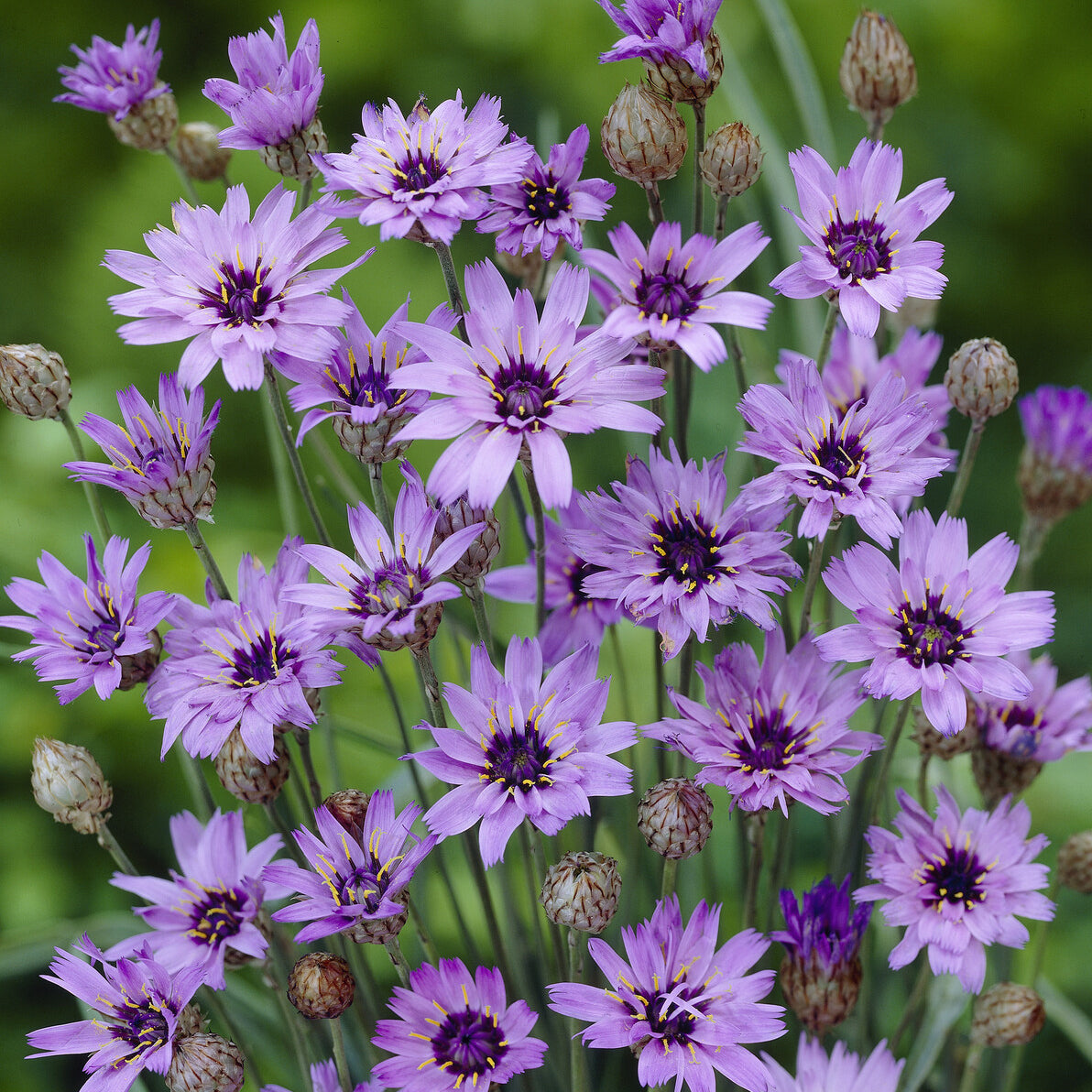 Bakker Cupidone catananche bleue pot Ø9cm sol sec