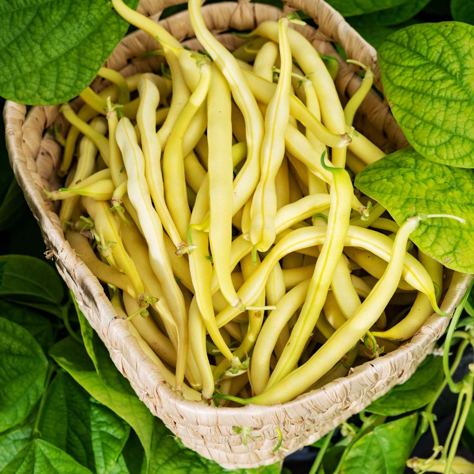 Bakker Potager Haricot beurre nain Kinghorn wax sachet 100g