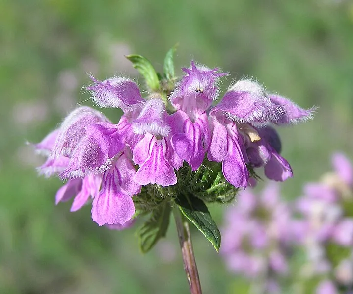 Passion Vivaces PHLOMIS tuberosa plante vivace pot 1L rose