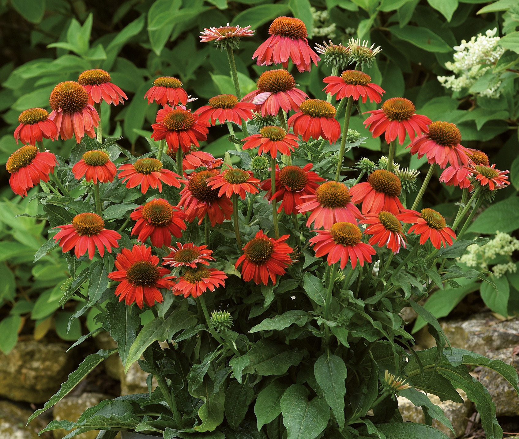 Pépinières Ripoche Echinacea Artisan Red Ombre vivace rouge