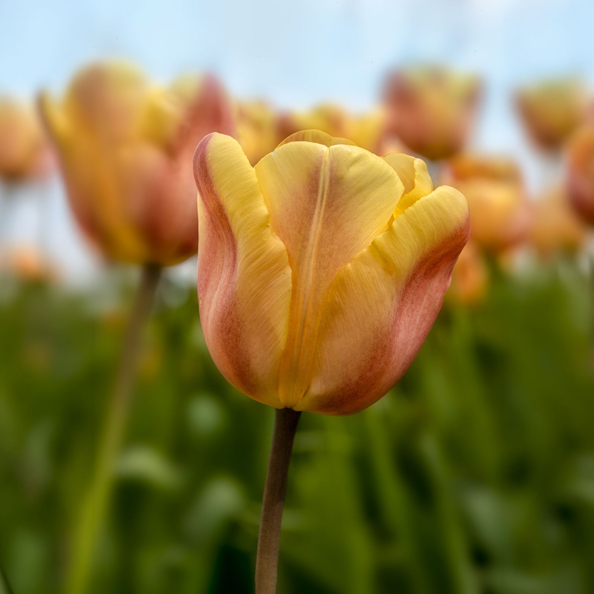 Bakker Tulipes Triomphe Apricot Foxx bulbes sachet 10 parfumée