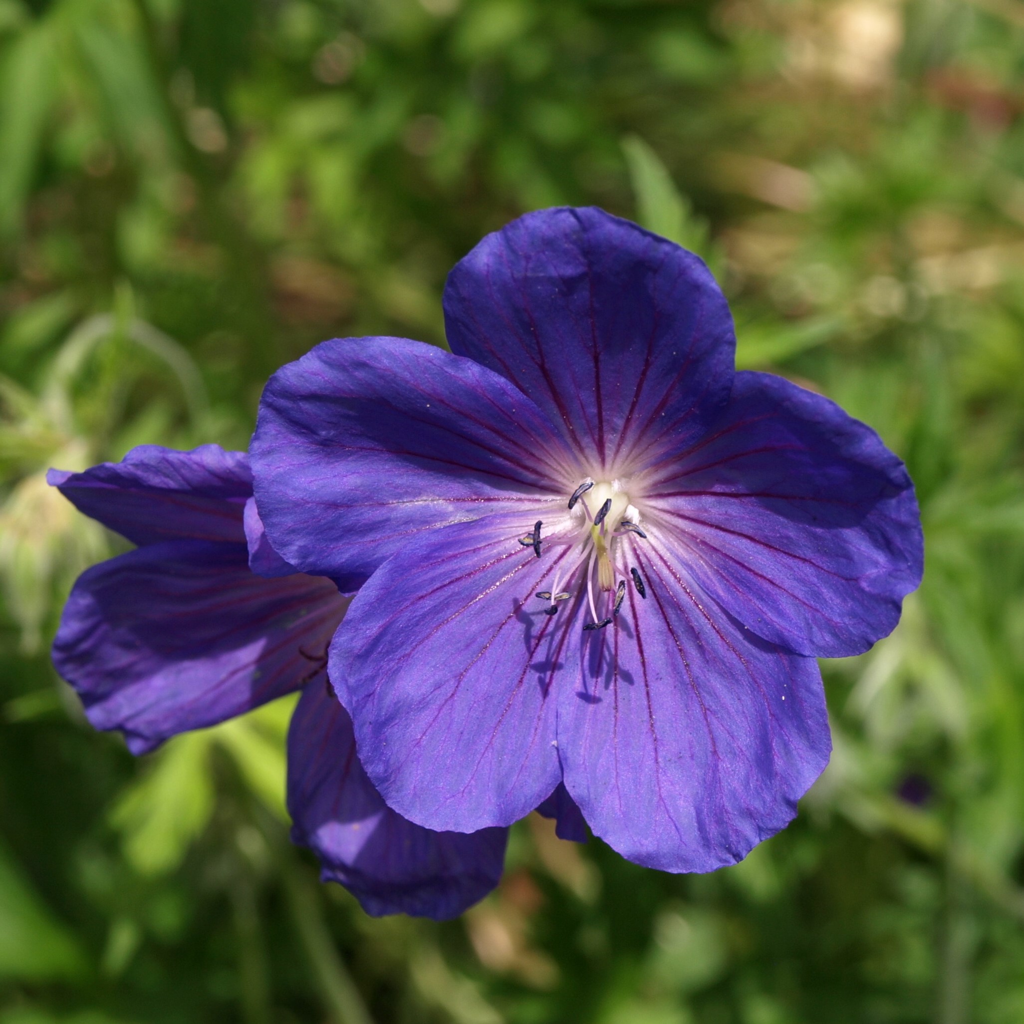 Passion Vivaces Geranium Orion géranium 1L bleu lavande