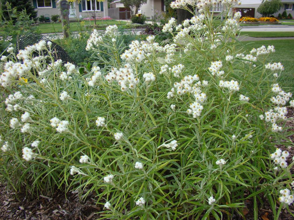 Passion Vivaces Anaphalis margaritacea plante vivace blanche
