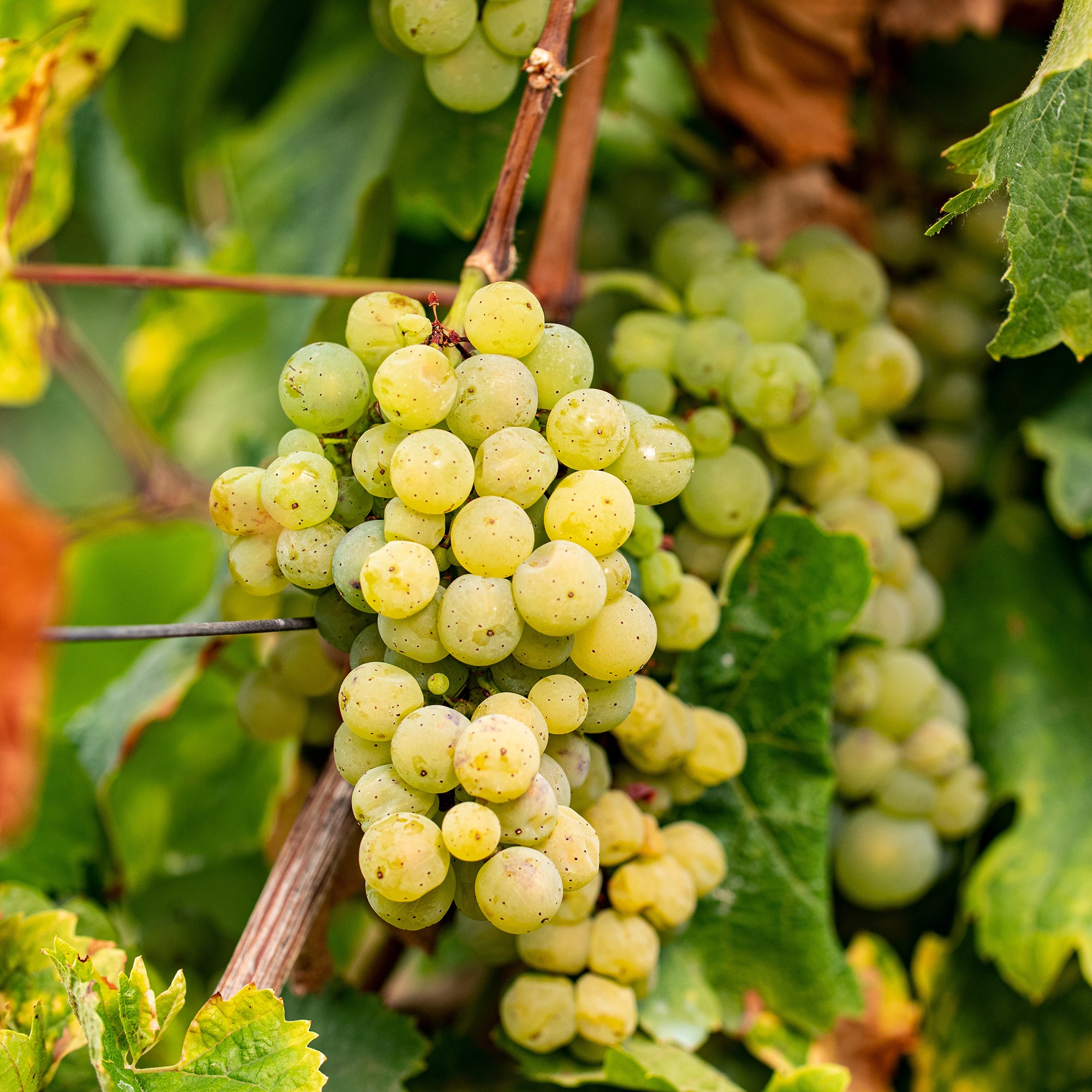Bakker Vigne Chardonnay fruitier motte 20-40cm