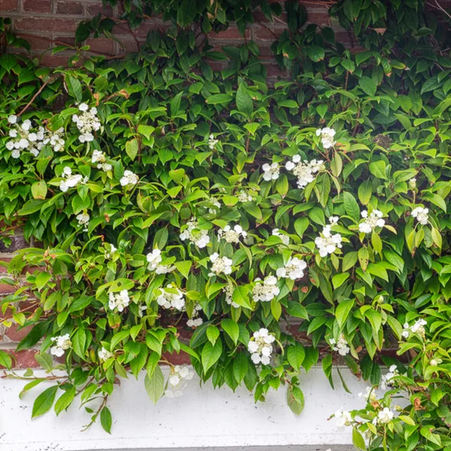 Bakker Hortensia grimpant persistant Seemanii blanc pot 1,5L