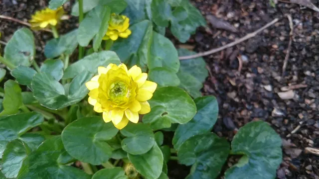 Passion Vivaces Ranunculus Picton's Double plante godet fleurs doubles