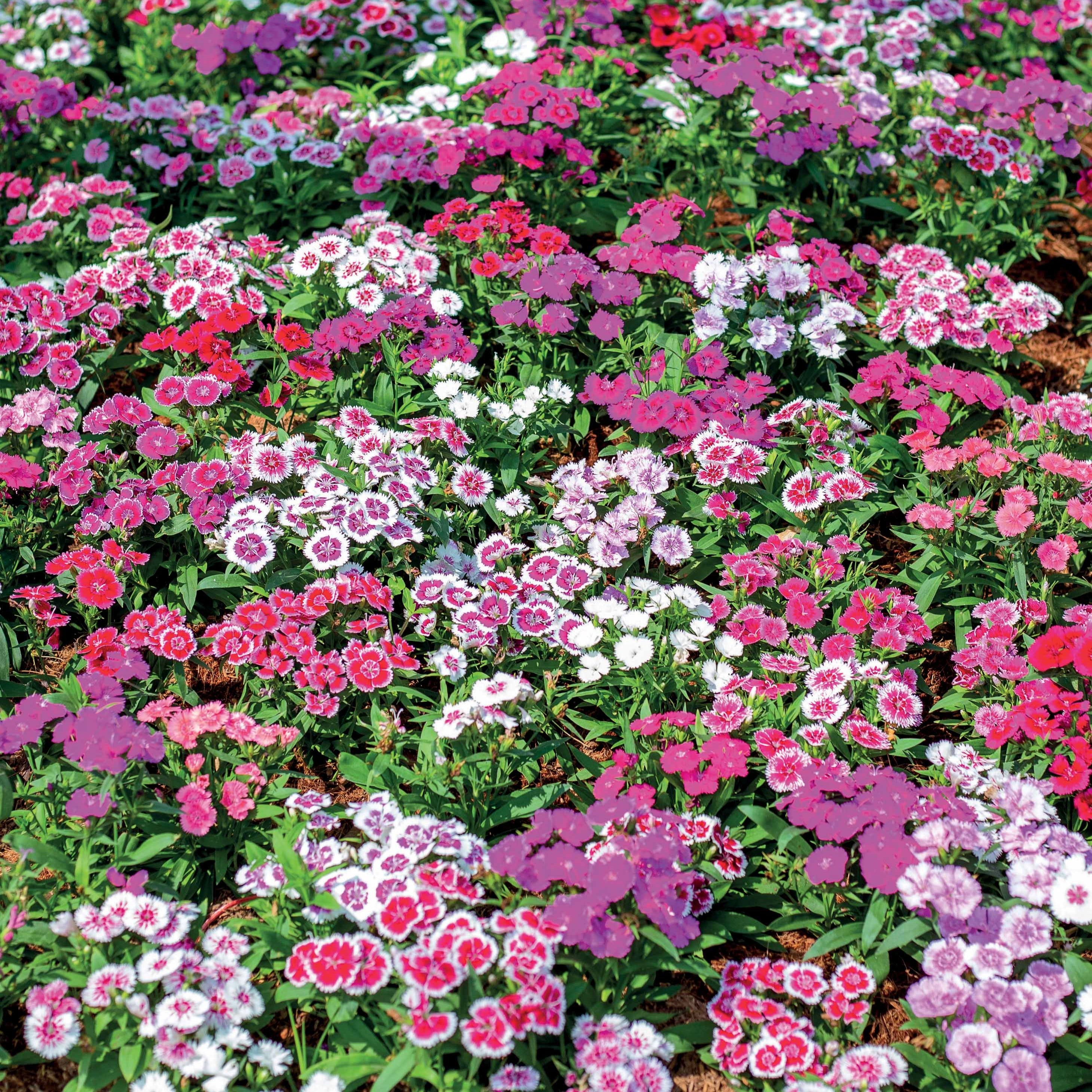 Bakker Œillet de poète en mélange graines sachet 1g fleurs à couper