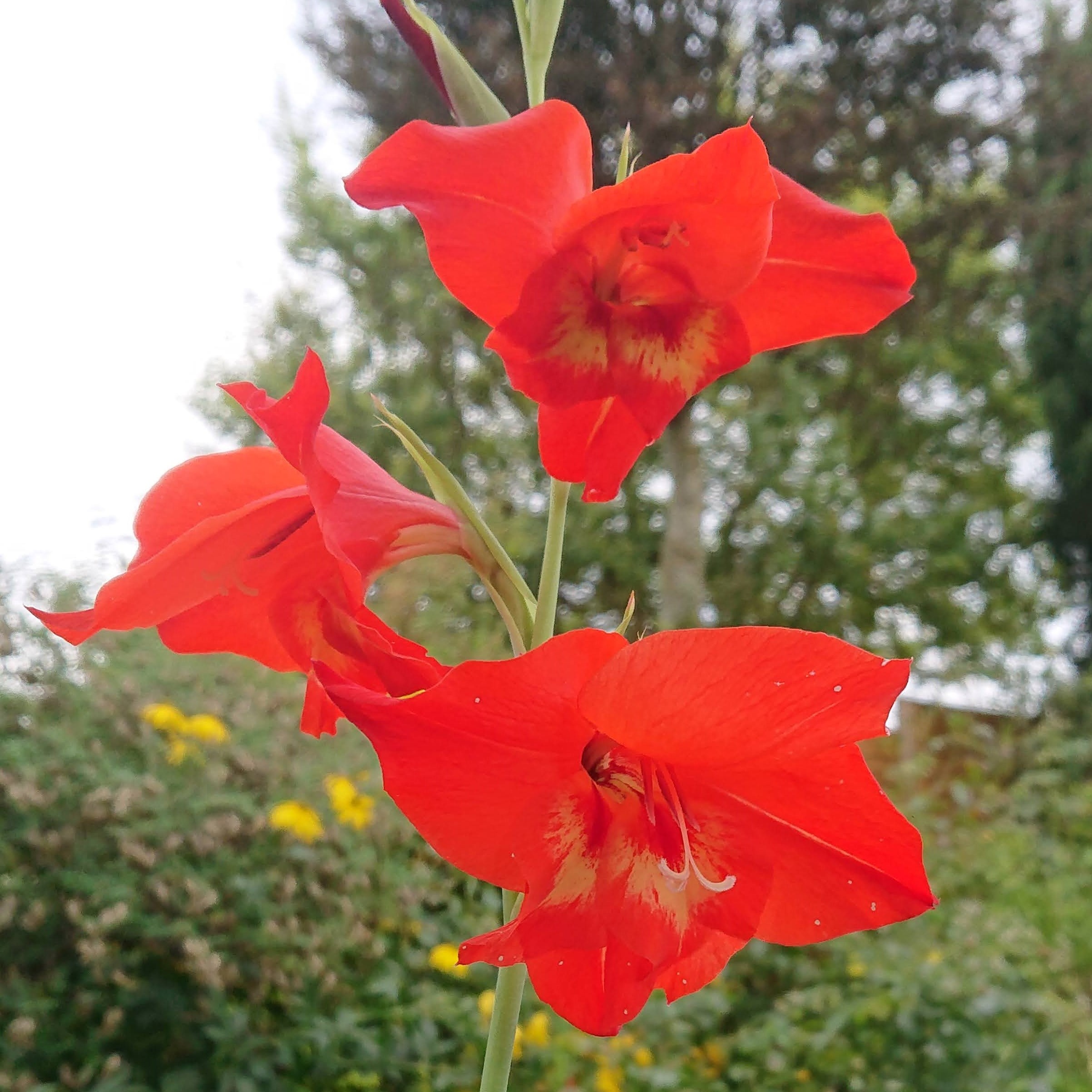 Passion Vivaces Gladiolus dalenii glaïeul godet orange