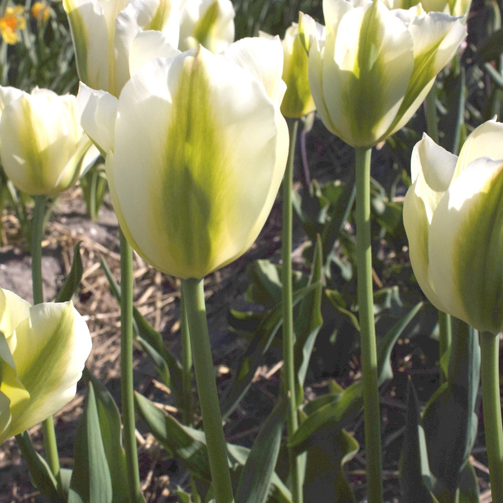 Bakker Tulipes Triomphe Green Spirit 7 bulbes crème vert
