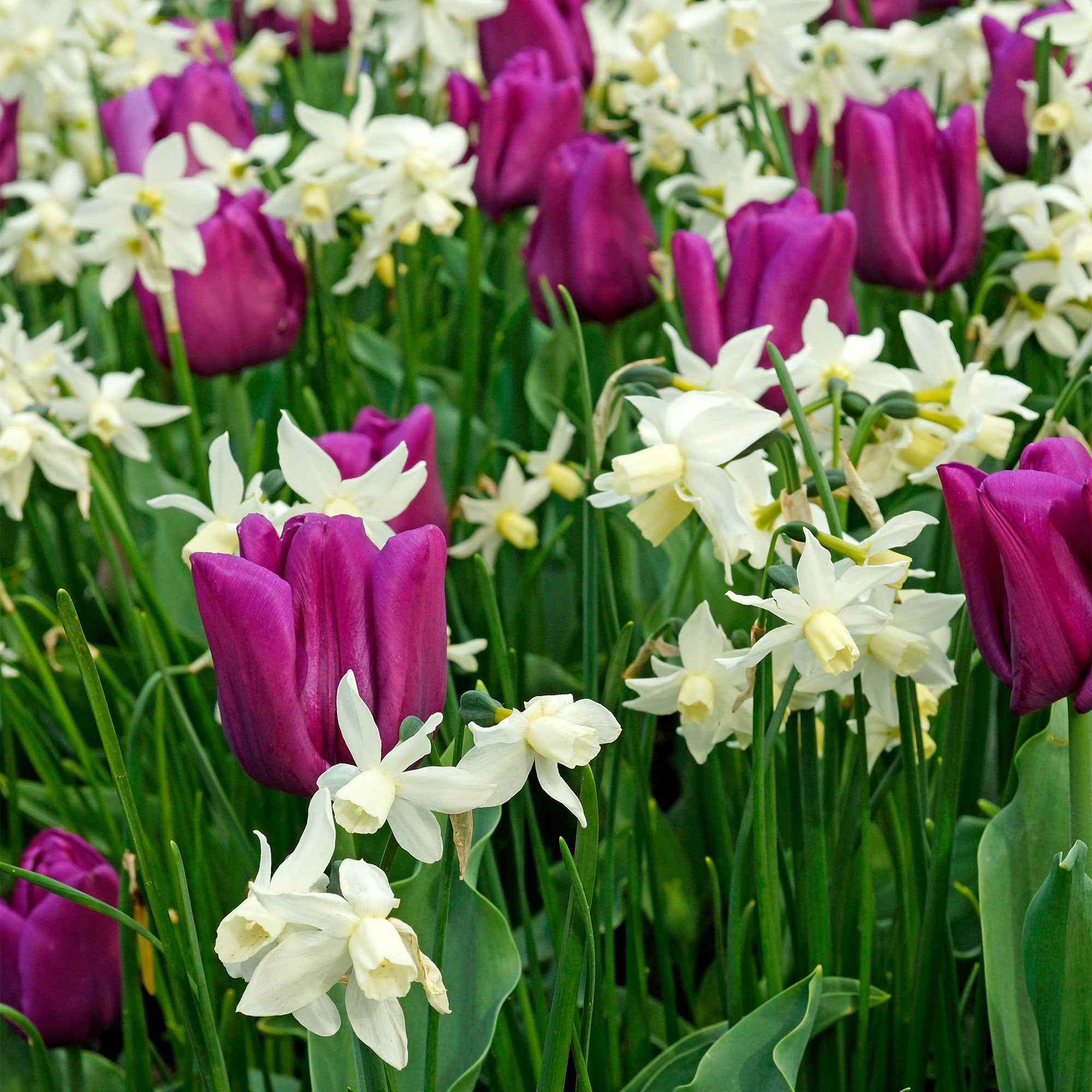 Bakker Bulbes à fleurs Narcisse Thalia bulbe blanc sachet 7