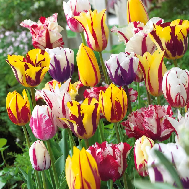 Bakker Tulipes Flammées bulbes sachet 20 mélange bicolore