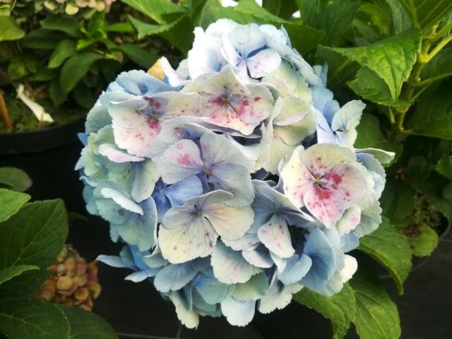 Les Hortensias du Haut Bois Homigo hortensia rond rose