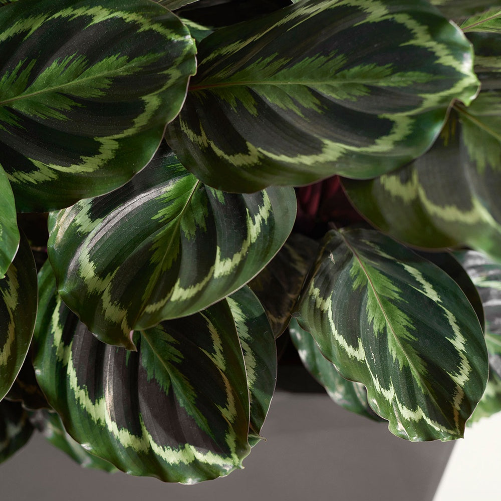 Bakker Calathea Medaillon XL plante intérieur pot 19cm 70-90cm