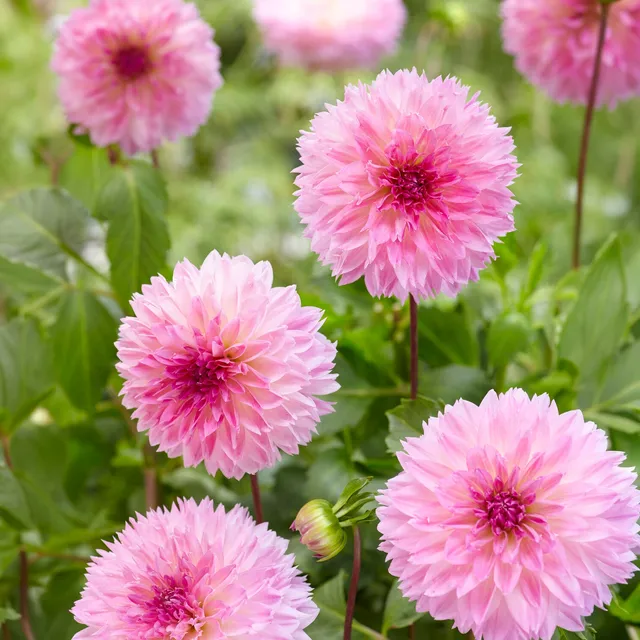Bakker Bulbes Dahlia Sakura Fubuki rose 3 bulbes calibre I