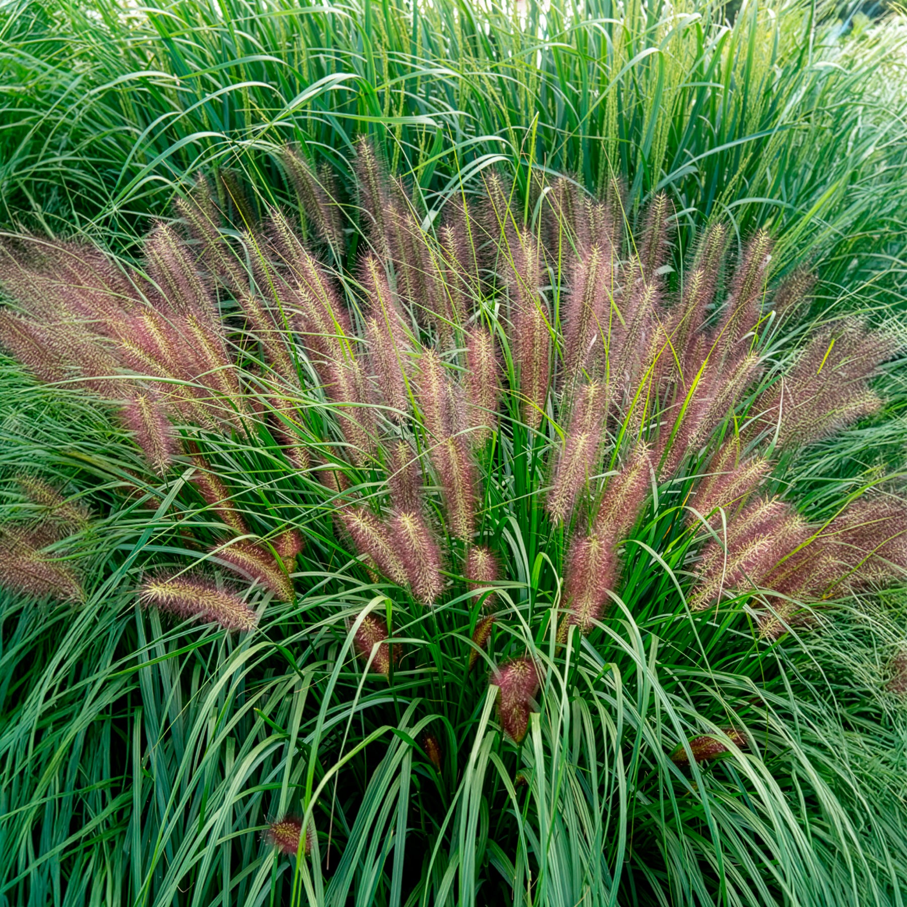 Bakker Pennisetum Red Head graminée pot Ø 9cm soleil