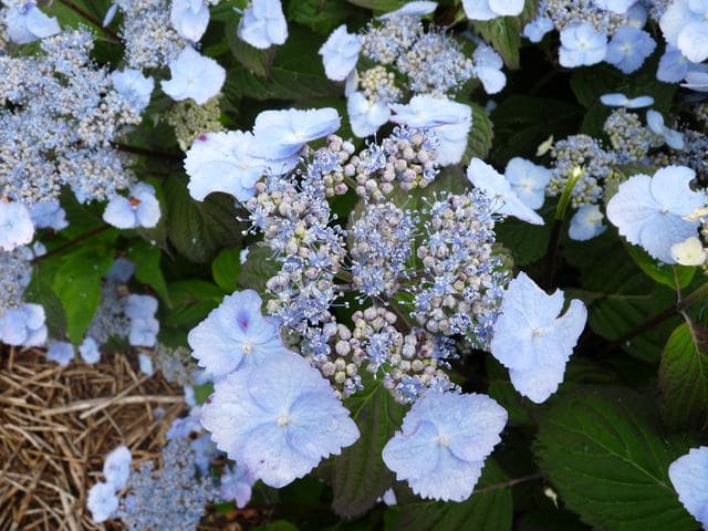 Yesoensis hortensia serrata godet fleurs plates