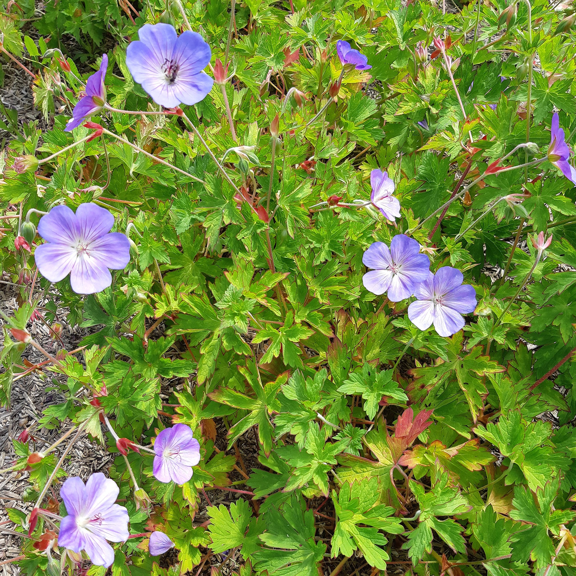Bakker Rozanne géranium vivace pot 9cm violet floraison longue