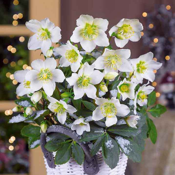 Bakker Hellébore Noël plante pot 12cm blanche Christmas Carol
