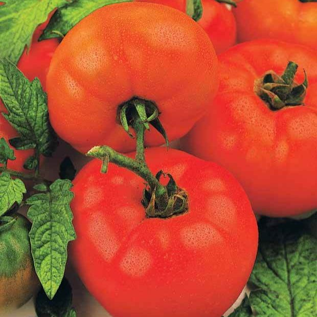 Bakker Tomate Saint Pierre graines sachet 2g ronde rouge