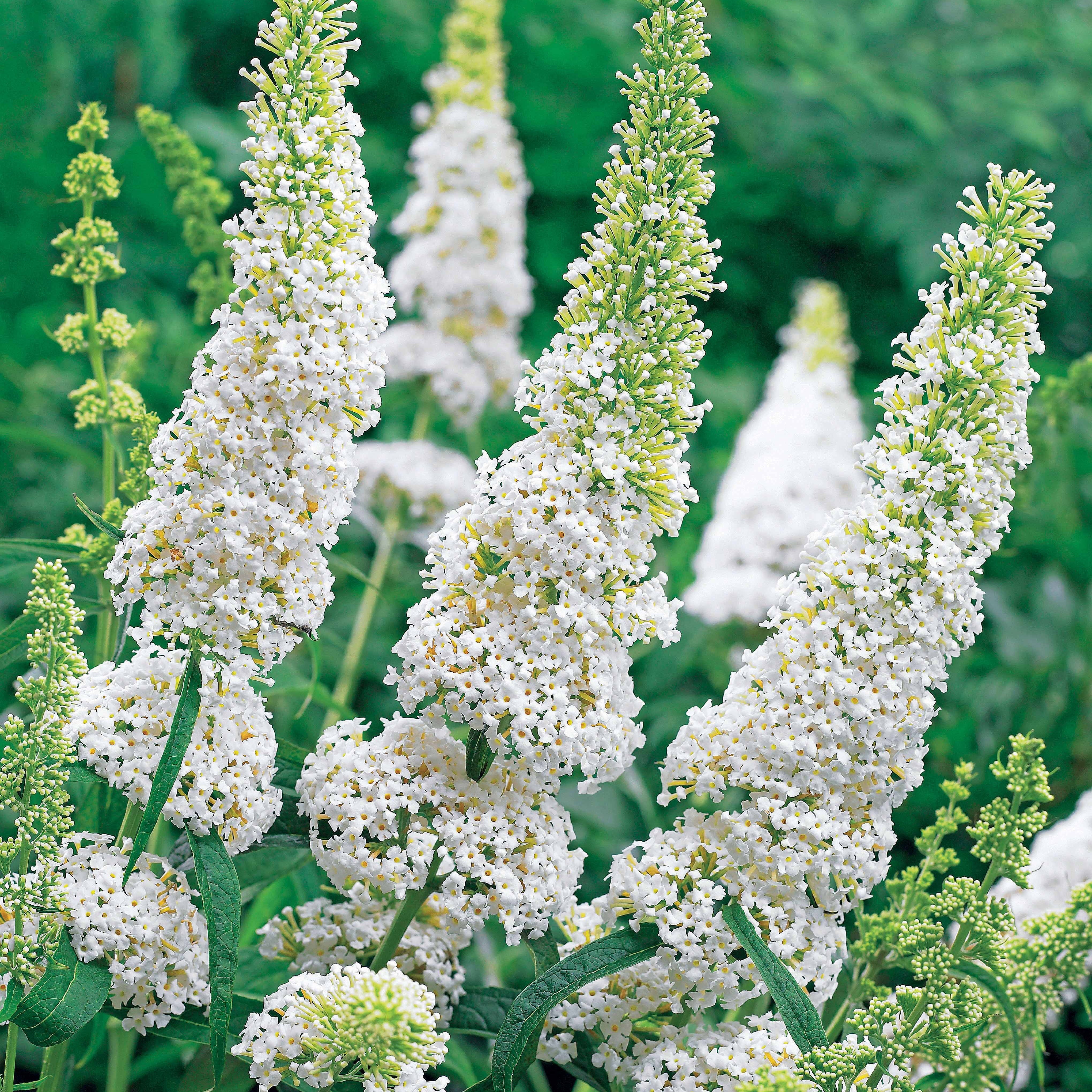 Bakker White Profusion arbre à papillons pot 2L 40-50cm
