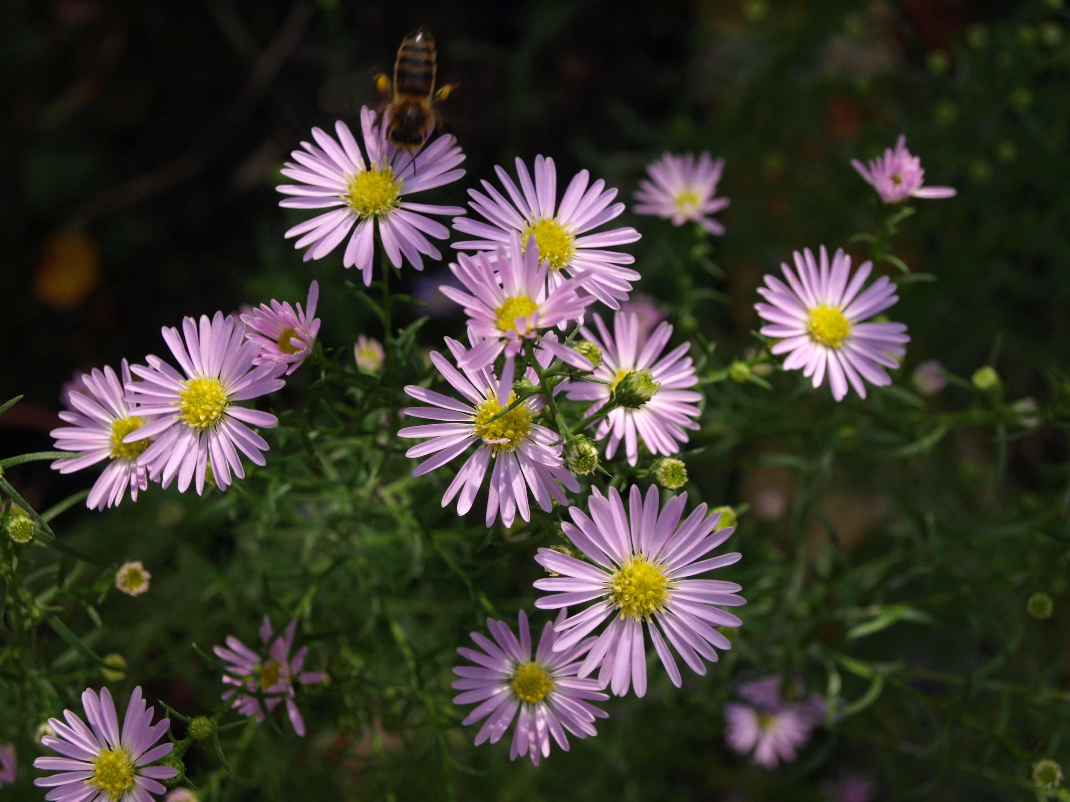 Passion Vivaces Aster Pink Cassino vivace godet rose