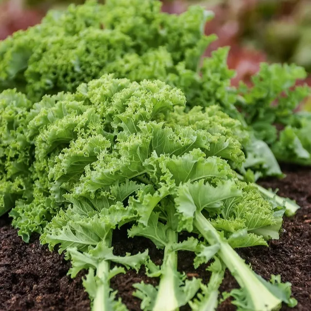 Bakker Chou frisé Kale Vert demi nain graines sachet 3g potager