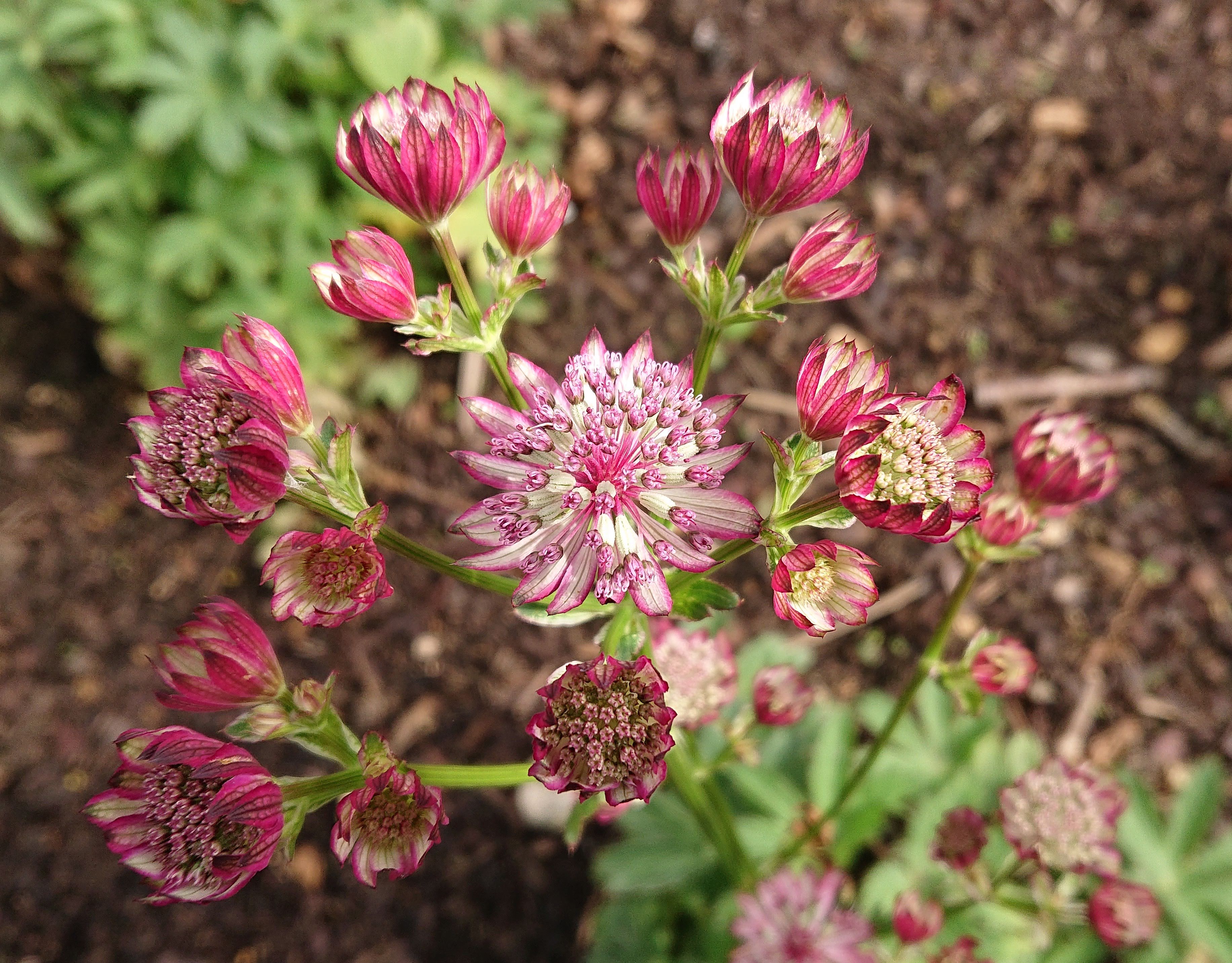Passion Vivaces Astrantia major Rosensinfonie astrance rose godet