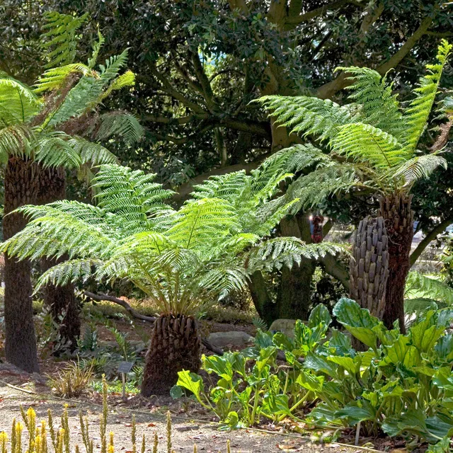 Bakker Plantes vivaces Fougère Tasmanie pot 9 cm