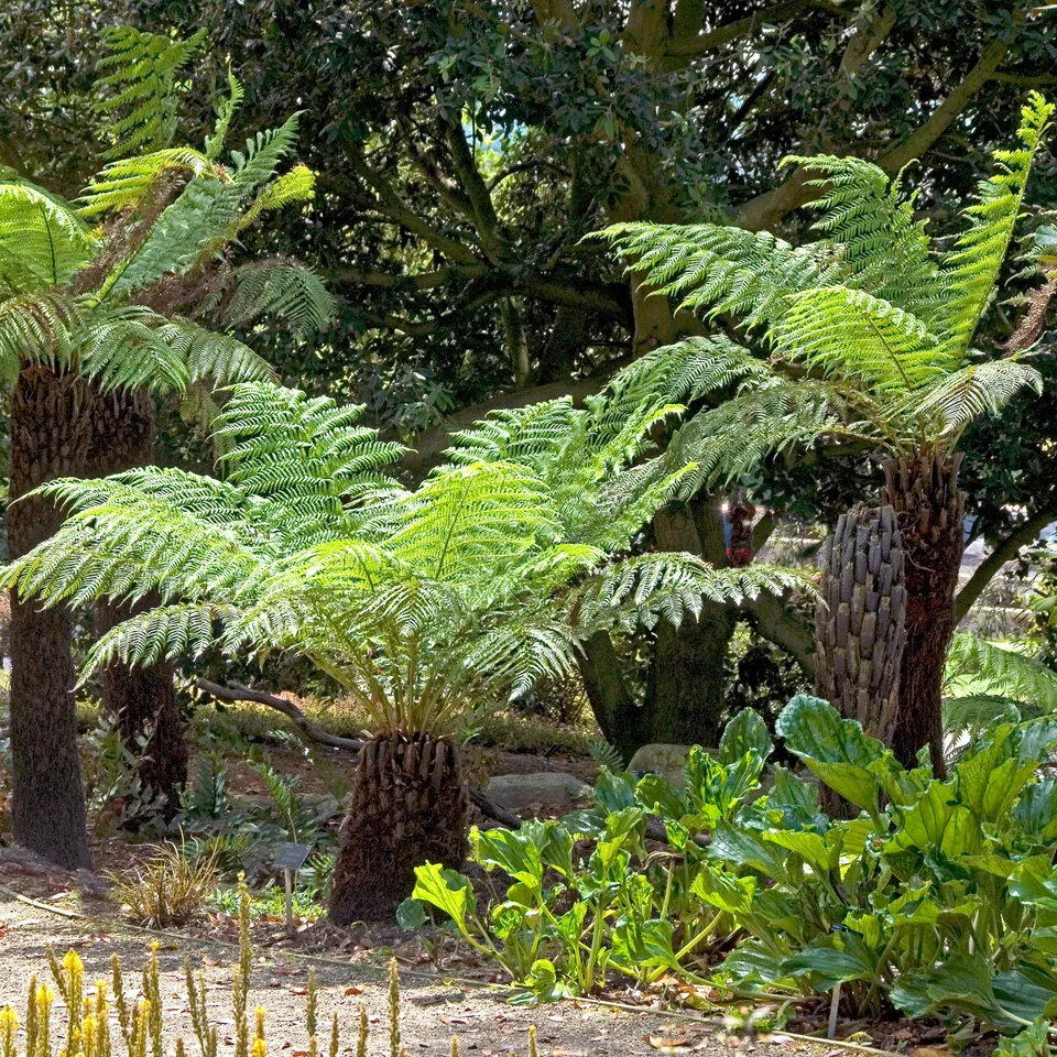 Bakker Plantes vivaces Fougère Tasmanie pot 9 cm