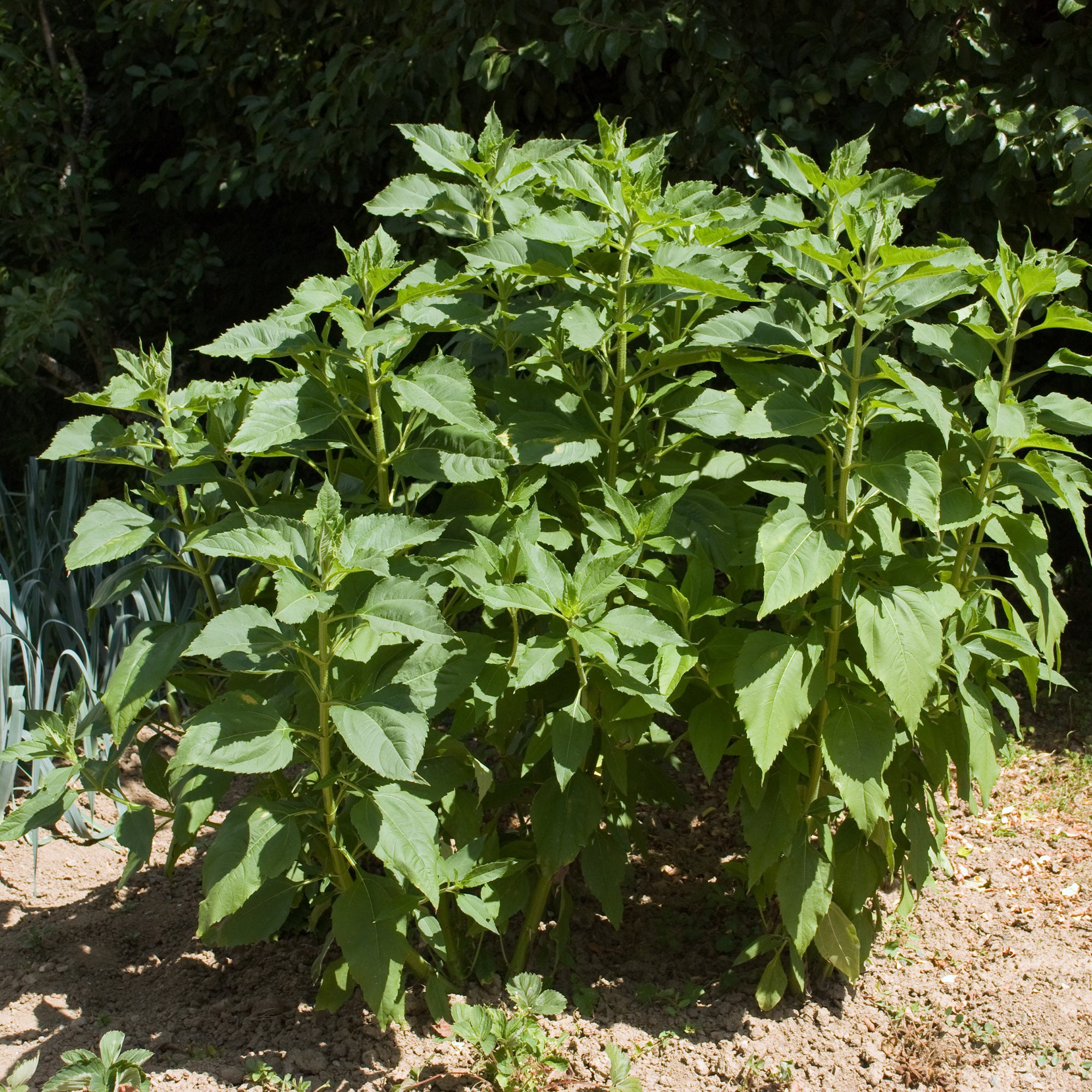 Bakker Topinambours Violets les 5 plants goût artichaut
